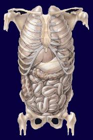 Organs