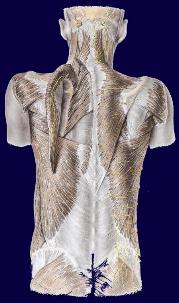 Body