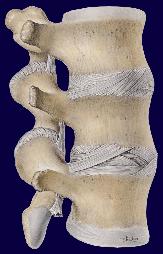 Vertebrae
